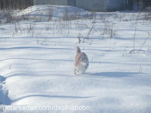 dasilvabobo Erkek Sibirya Kurdu (Husky)