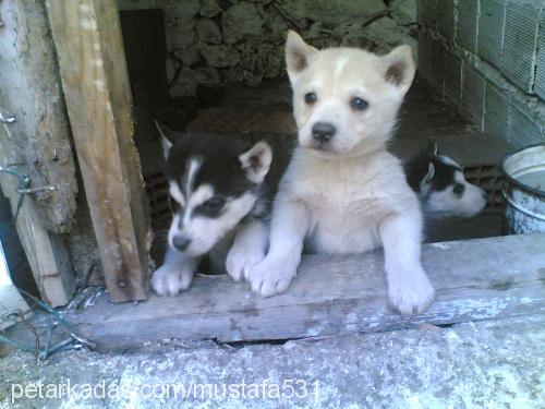 yavrular Erkek Sibirya Kurdu (Husky)