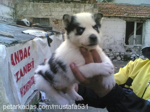 yavrular Erkek Sibirya Kurdu (Husky)