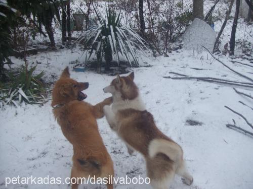 dasilvabobo Erkek Sibirya Kurdu (Husky)