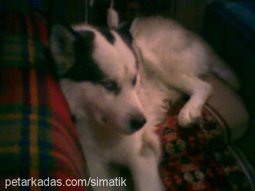 sımatık Erkek Sibirya Kurdu (Husky)