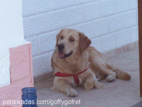 gofret Erkek Golden Retriever