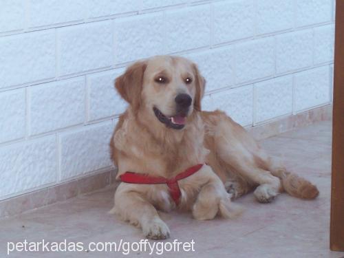 gofret Erkek Golden Retriever