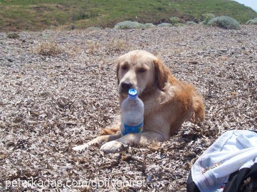 gofret Erkek Golden Retriever