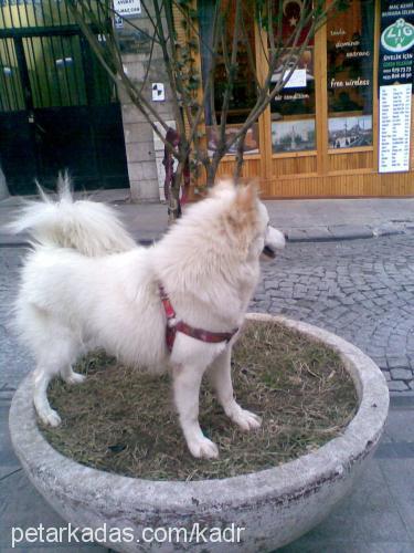 casper Dişi Samoyed