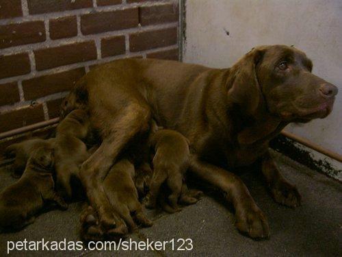 tony Erkek Labrador Retriever