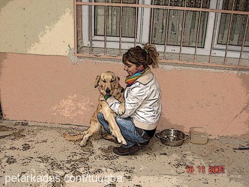 tombidi Dişi Golden Retriever