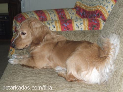 PİNTO Erkek İngiliz Cocker Spaniel