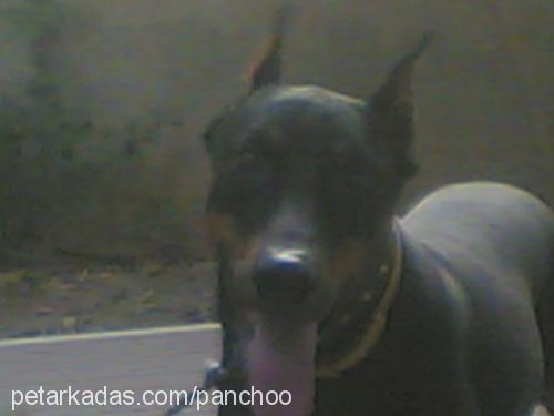 adent Erkek Doberman Pinscher