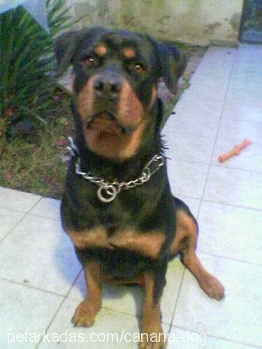 Diva Dişi Rottweiler