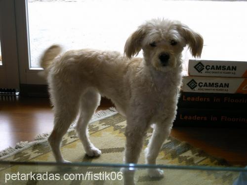 fıstık Dişi Airedale Terrier