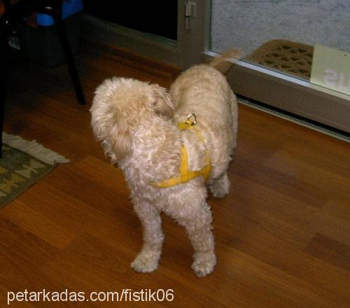 fıstık Dişi Airedale Terrier