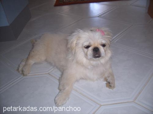 panchoo Dişi Pekingese