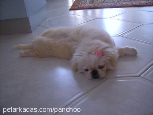 panchoo Dişi Pekingese