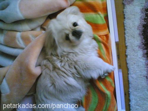 panchoo Dişi Pekingese