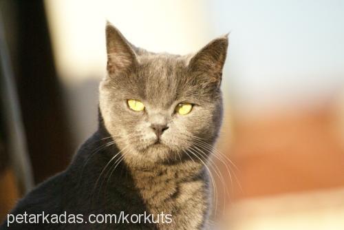 peri Dişi British Shorthair