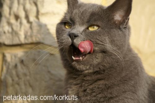 peri Dişi British Shorthair