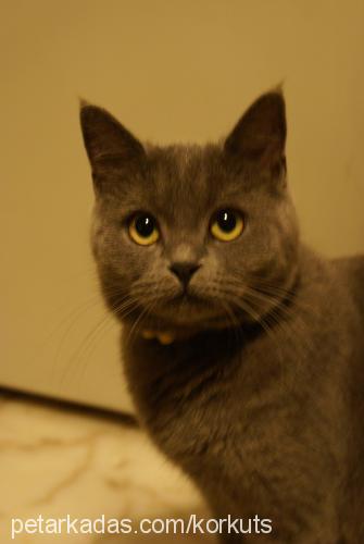 peri Dişi British Shorthair