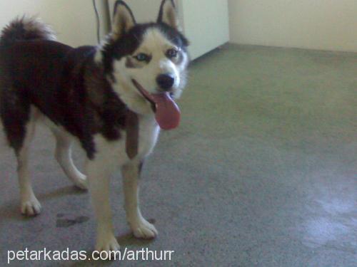 arthur Erkek Sibirya Kurdu (Husky)