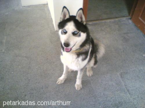 arthur Erkek Sibirya Kurdu (Husky)