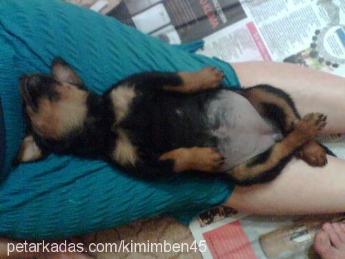 zeyna Dişi Rottweiler