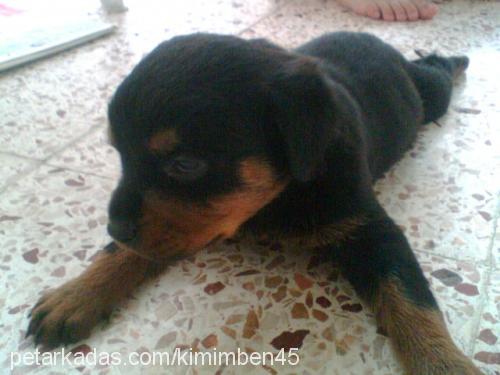 zeyna Dişi Rottweiler