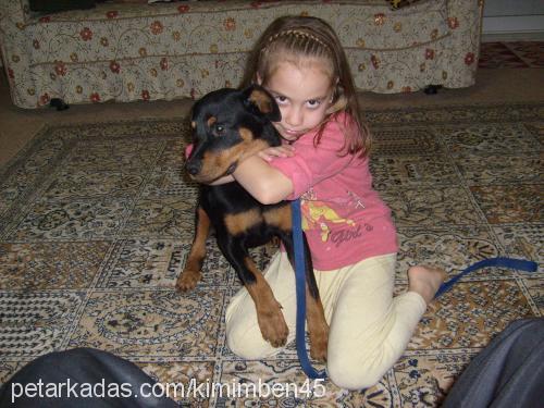 zeyna Dişi Rottweiler