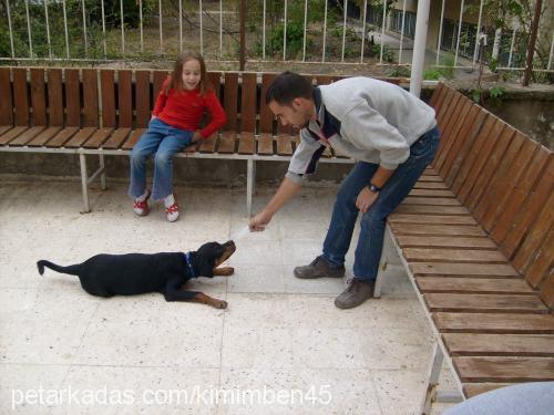 zeyna Dişi Rottweiler