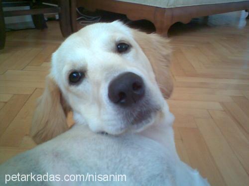 nisan Dişi Golden Retriever