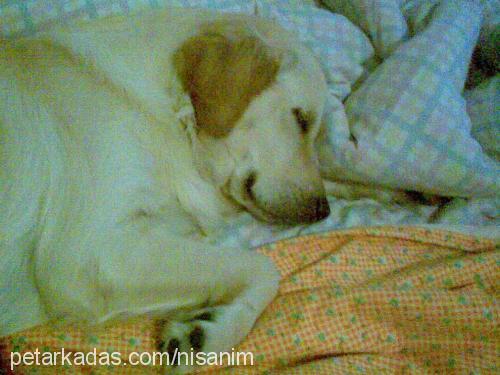 nisan Dişi Golden Retriever