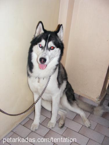 ares Erkek Sibirya Kurdu (Husky)