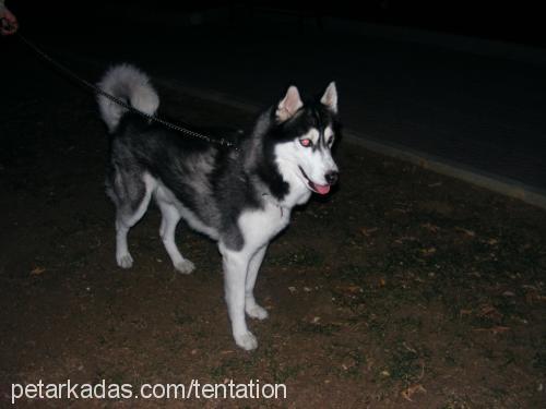 ares Erkek Sibirya Kurdu (Husky)