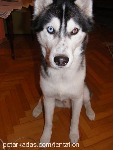 ares Erkek Sibirya Kurdu (Husky)