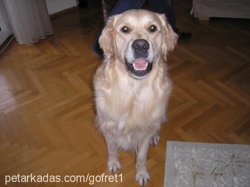 gofret Erkek Golden Retriever