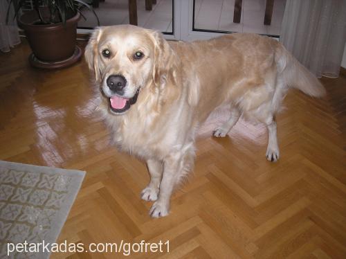 gofret Erkek Golden Retriever