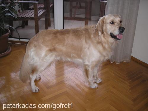 gofret Erkek Golden Retriever