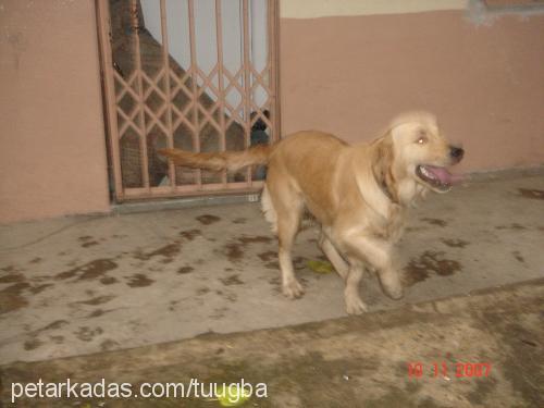 tombidi Dişi Golden Retriever