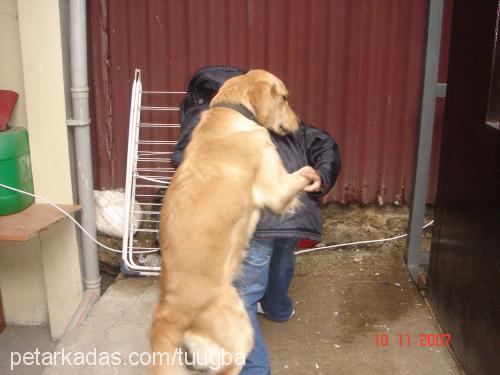 tombidi Dişi Golden Retriever