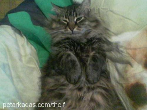 jardel Erkek Maine Coon