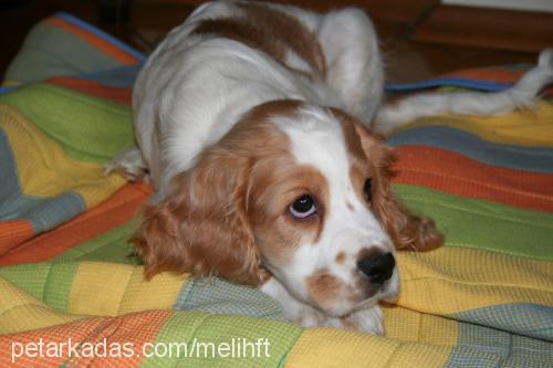 votka Erkek İngiliz Cocker Spaniel