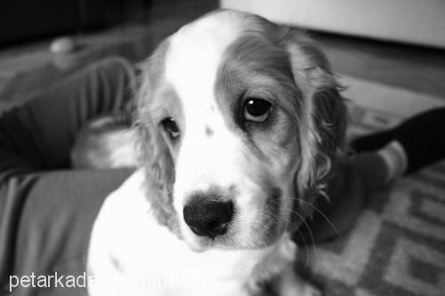 votka Erkek İngiliz Cocker Spaniel