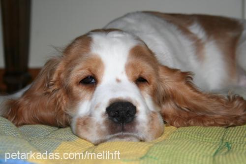 votka Erkek İngiliz Cocker Spaniel