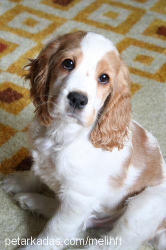 votka Erkek İngiliz Cocker Spaniel