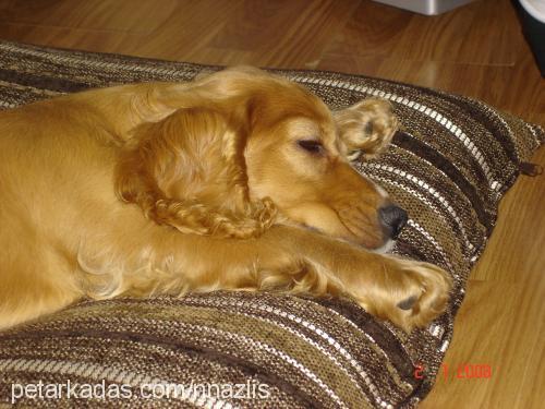 boby Erkek İngiliz Cocker Spaniel