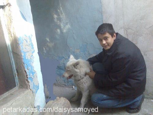 daisy Dişi Samoyed