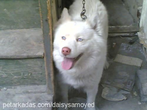 daisy Dişi Samoyed