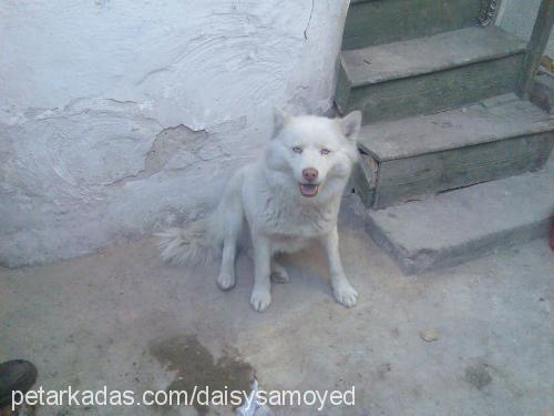 daisy Dişi Samoyed