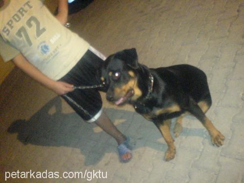 misty Dişi Rottweiler