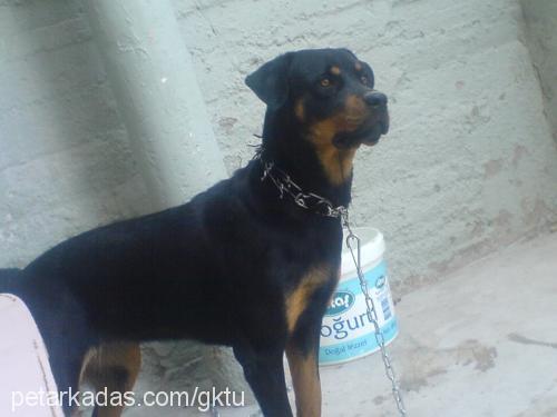 misty Dişi Rottweiler