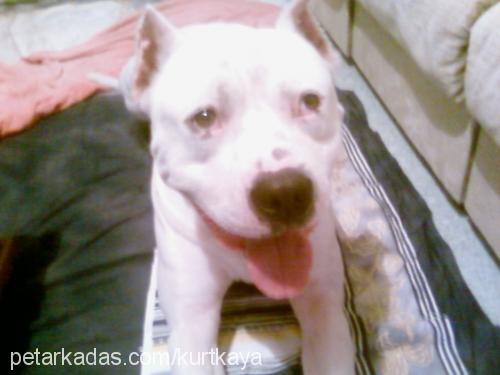 efe Erkek Amerikan Staffordshire Terrier